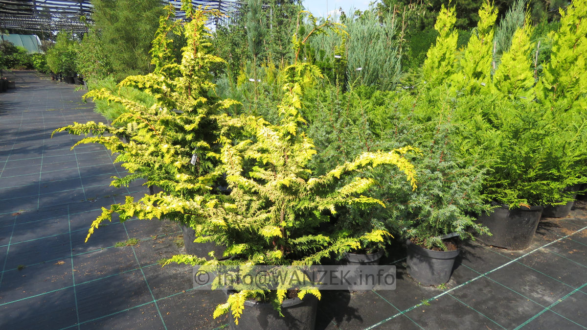 Chamaecyparis obtusa Rashahiba 120cm.JPG